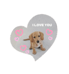 Diddy the dog（個別スタンプ：14）