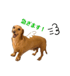Diddy the dog（個別スタンプ：15）