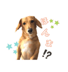 Diddy the dog（個別スタンプ：16）