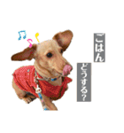 Diddy the dog（個別スタンプ：17）
