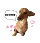Diddy the dog（個別スタンプ：18）