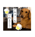 Diddy the dog（個別スタンプ：19）