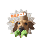 Diddy the dog（個別スタンプ：20）
