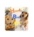 Diddy the dog（個別スタンプ：21）