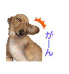 Diddy the dog（個別スタンプ：22）