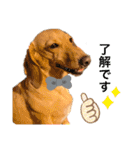 Diddy the dog（個別スタンプ：23）