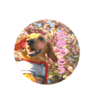 Diddy the dog（個別スタンプ：24）