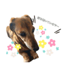 Diddy the dog（個別スタンプ：25）