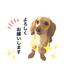 Diddy the dog（個別スタンプ：27）