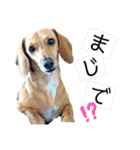 Diddy the dog（個別スタンプ：28）