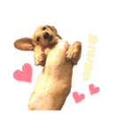 Diddy the dog（個別スタンプ：29）