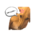 Diddy the dog（個別スタンプ：30）