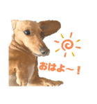 Diddy the dog（個別スタンプ：31）