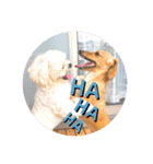 Diddy the dog（個別スタンプ：33）