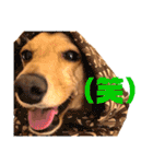 Diddy the dog（個別スタンプ：34）