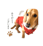 Diddy the dog（個別スタンプ：35）