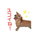Diddy the dog（個別スタンプ：37）