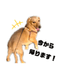 Diddy the dog（個別スタンプ：38）