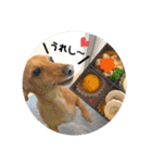 Diddy the dog（個別スタンプ：40）