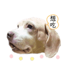 私はミミだよ。٩(˃̶͈̀௰˂̶͈́)و（個別スタンプ：14）