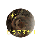文鳥のいとちゃん（個別スタンプ：1）