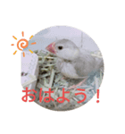 文鳥のいとちゃん（個別スタンプ：2）
