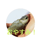 文鳥のいとちゃん（個別スタンプ：3）