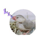 文鳥のいとちゃん（個別スタンプ：4）