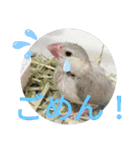 文鳥のいとちゃん（個別スタンプ：5）
