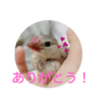 文鳥のいとちゃん（個別スタンプ：6）