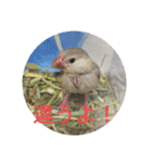 文鳥のいとちゃん（個別スタンプ：8）