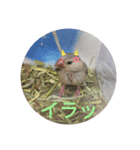 文鳥のいとちゃん（個別スタンプ：9）
