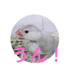 文鳥のいとちゃん（個別スタンプ：10）