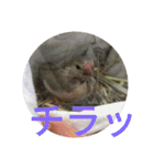 文鳥のいとちゃん（個別スタンプ：11）