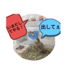 文鳥のいとちゃん（個別スタンプ：12）
