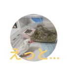 文鳥のいとちゃん（個別スタンプ：13）