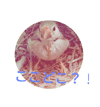 文鳥のいとちゃん（個別スタンプ：14）