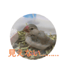 文鳥のいとちゃん（個別スタンプ：15）
