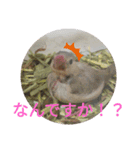 文鳥のいとちゃん（個別スタンプ：16）
