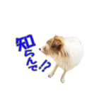 関西ジャック Part3（個別スタンプ：16）