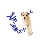 関西ジャック Part3（個別スタンプ：19）