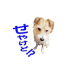 関西ジャック Part3（個別スタンプ：22）