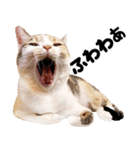 猫もこんな風に話す（個別スタンプ：1）