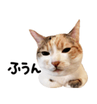 猫もこんな風に話す（個別スタンプ：2）