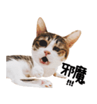 猫もこんな風に話す（個別スタンプ：3）
