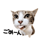 猫もこんな風に話す（個別スタンプ：4）