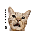 猫もこんな風に話す（個別スタンプ：5）