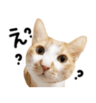 猫もこんな風に話す（個別スタンプ：6）