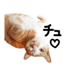 猫もこんな風に話す（個別スタンプ：7）