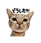 猫もこんな風に話す（個別スタンプ：8）